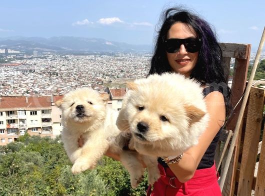 Chowchow Yavrularım Sağlık Ve Irk Garantilidir görsel