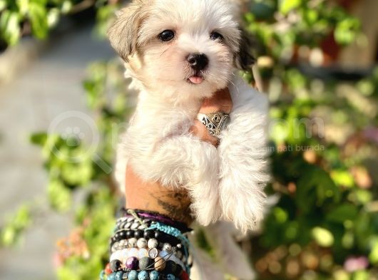 Teacup Morkie Oglumuz