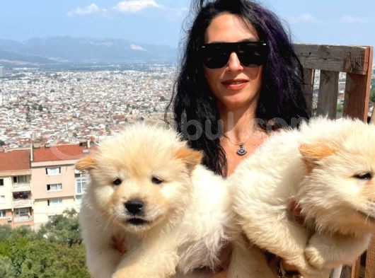 Chowchow Yavrularım Sağlık Ve Irk Garantilidir görsel