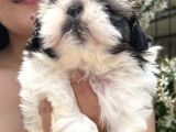 Shih Tzu Sevimli Yavrular
