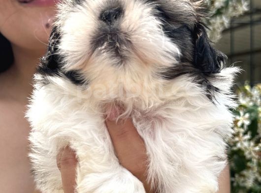 Shih Tzu Sevimli Yavrular görsel