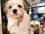 Teacup Morkie Oglumuz