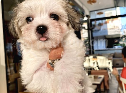 Teacup Morkie Oglumuz görsel