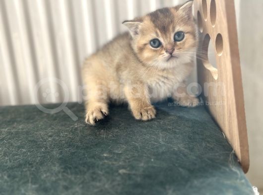 Bri̇ti̇sh Golden Bebekler görsel