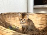 BRİTİSH GOLDEN BEBEKLER