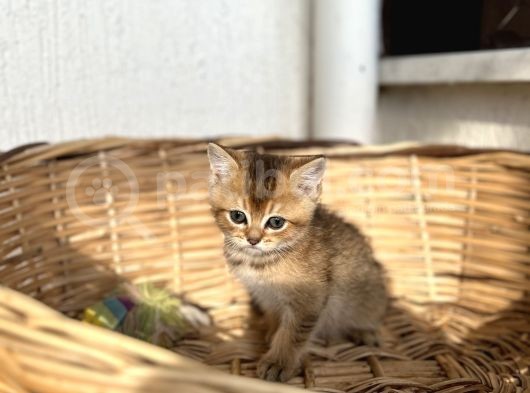 Bri̇ti̇sh Golden Bebekler