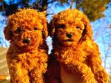 Toypoodle Sevimli Yavrular