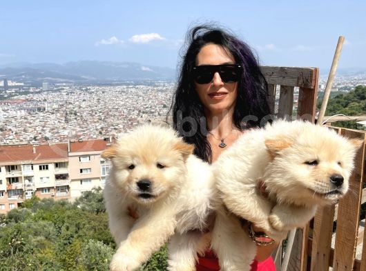 Chowchow Yavrularım Sağlık Ve Irk Garantilidir görsel