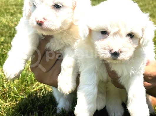 Maltese Terrier Yavruları görsel