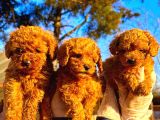 Toypoodle Sevimli Yavrular