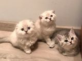 VONALP PET TORIUM AYRICALIGIYLA SAF IRK GARANTILI SCOTTISH FOLD YAVRULAR