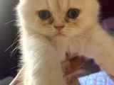 Egzotik shorthair erkek 2 aylık