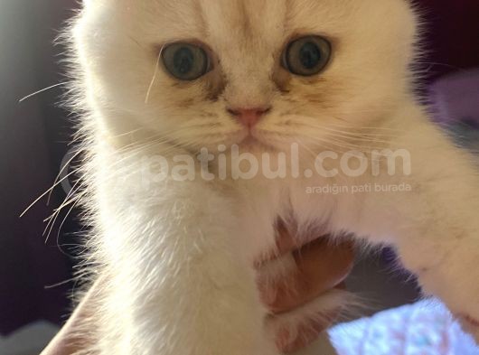 Egzotik Shorthair Erkek 2 Aylık