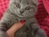 Safkan Top Kafa Scottish Fold Blue