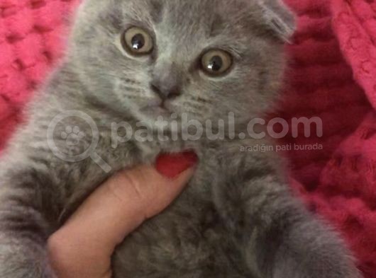 Safkan Top Kafa Scottish Fold Blue görsel