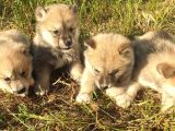 Akita Inu Yavrularım Sağlık Ve Irk Garantilidir