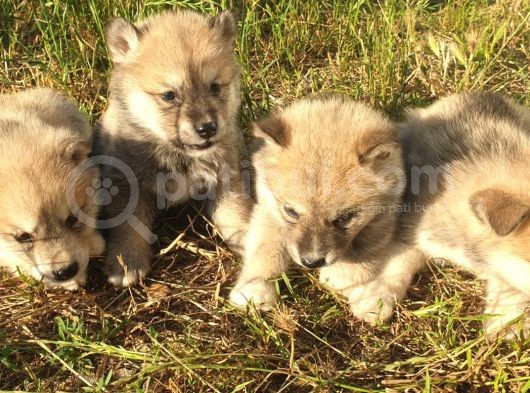 Akita Inu Yavrularım Sağlık Ve Irk Garantilidir görsel