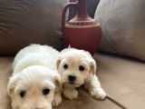 Kar Beyazı Maltese Terrier Bebekler