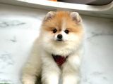 Ayı Surat Boo