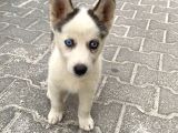RUHA DOG