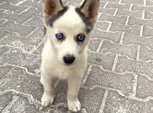 Ruha Dog