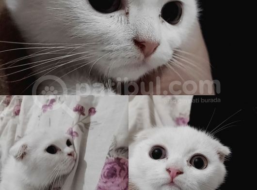 Beyaz Melekler