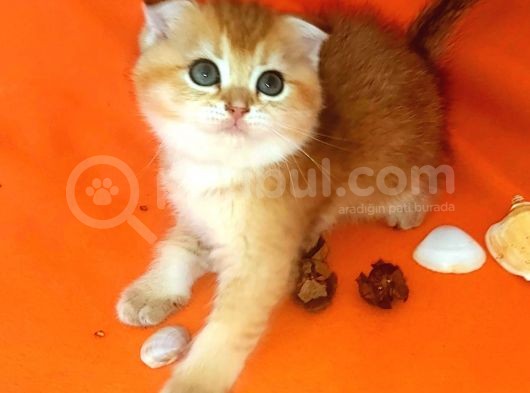 Muhteşem Golden Ay11-12 Ve Ny11 Yavrularımız görsel