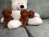 Koku Yapmayan Tüy Dökmeyen Poodle Yavrular