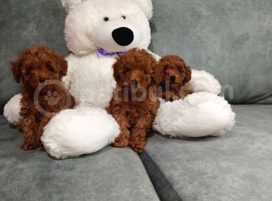 Koku Yapmayan Tüy Dökmeyen Poodle Yavrular görsel