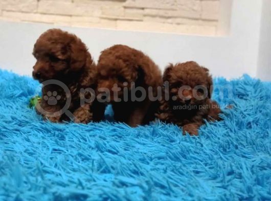Koku Yapmayan Tüy Dökmeyen Poodle Yavrular