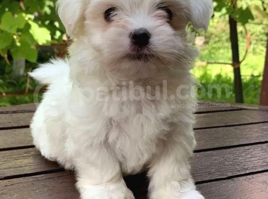 Irkının En Güzeli Maltese görsel