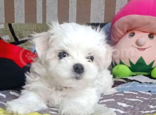 Irkının En Güzeli Maltese