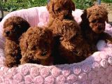 Hayatımın rengi toy poodle