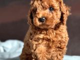 Wc Eğitimli Poodle