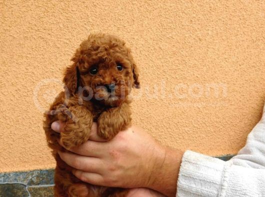 Wc Eğitimli Poodle
