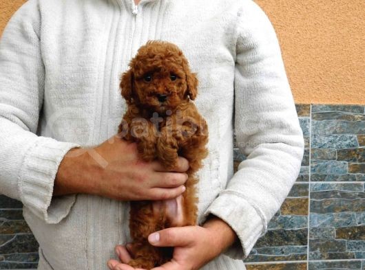 Wc Eğitimli Poodle görsel