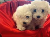 Kusursuz Maltese Terrier Bebeklerim