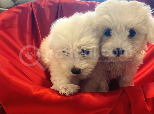 Kusursuz Maltese Terrier Bebeklerim görsel