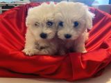 Kusursuz Maltese Terrier Bebeklerim