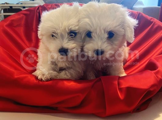 Kusursuz Maltese Terrier Bebeklerim görsel
