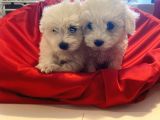 kusursuz Maltese terrier bebeklerim