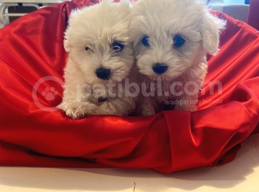 Kusursuz Maltese Terrier Bebeklerim