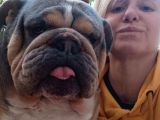 Anatomi Harikası English Bulldog Bebekler