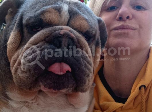 Anatomi Harikası English Bulldog Bebekler görsel