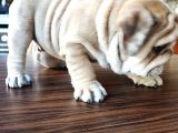 Anatomi Harikası English Bulldog Bebekler