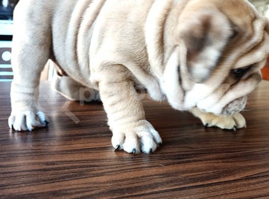 Anatomi Harikası English Bulldog Bebekler görsel