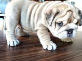 Anatomi Harikası English Bulldog Bebekler
