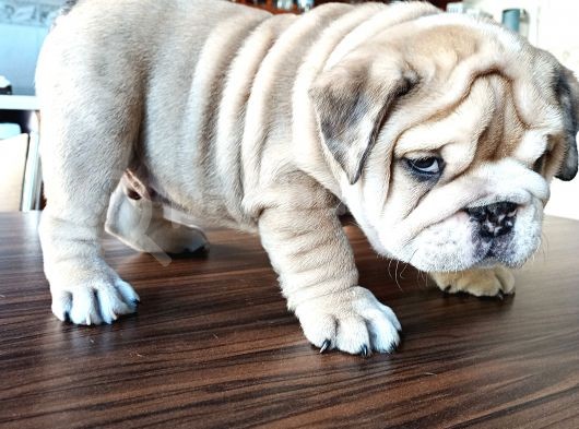 Anatomi Harikası English Bulldog Bebekler görsel
