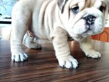 Anatomi Harikası English Bulldog Bebekler