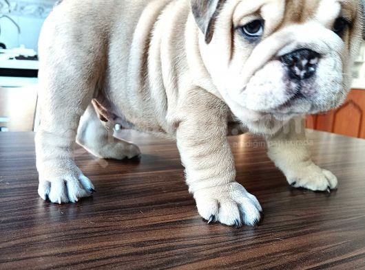 Anatomi Harikası English Bulldog Bebekler görsel